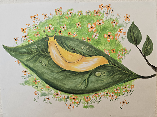 Drawing of banana slug on a leaf