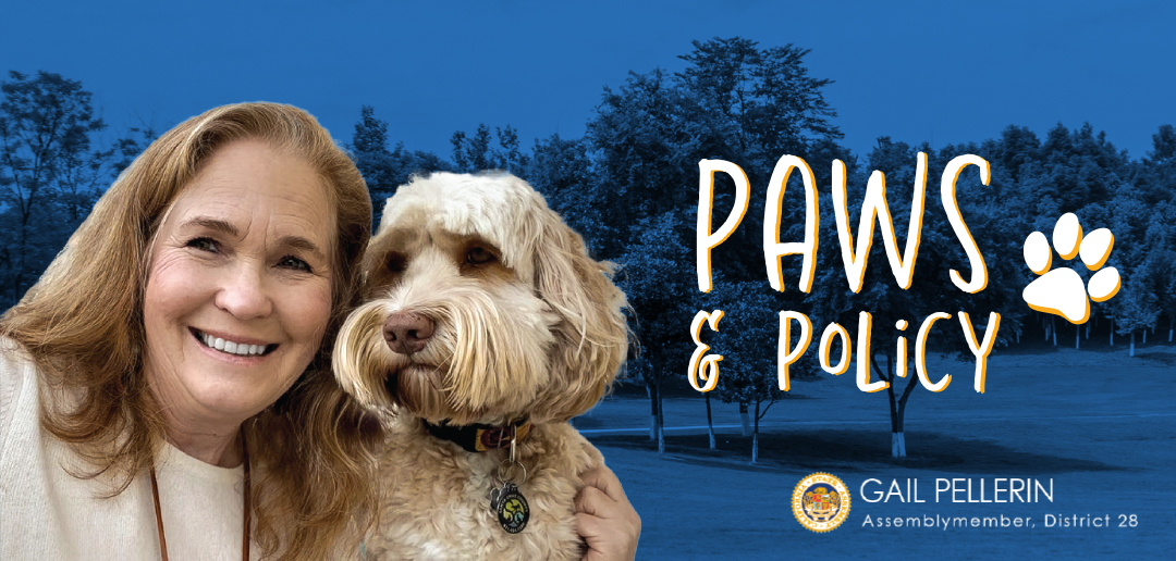 Paws & Policy Web Graphic