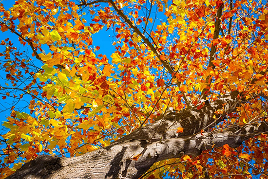 Autumn Tree with Yellow and Orange Leaves Photo